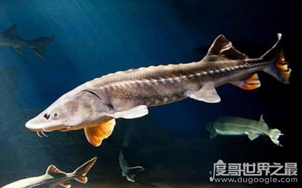 世界十大巨型淡水鱼排名，喀纳斯湖15米巨型哲罗鲑最大