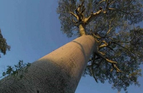 世界上十大最奇怪的树，会吸金子吸人血(难以置信)