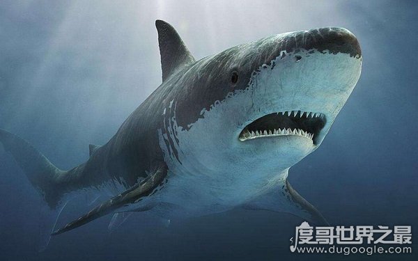 已灭绝的十大鲨鱼，外貌凶残咬合力强（体积巨大）