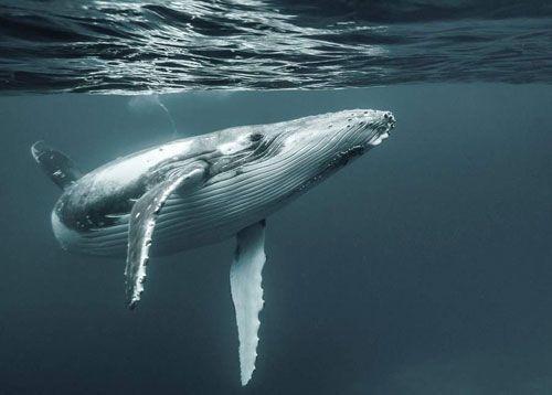 世界10大凶猛动物，鲸鱼倒数藏獒上榜（你都认识吗）