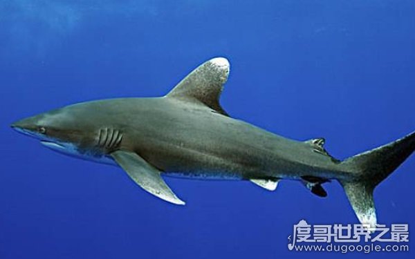 世界上最小的十种鱼，体长不过18厘米（硬背侏儒鲨）