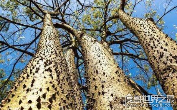 世界上最危险的十大树，毒番石榴树内含毒素致人失明（严重会致人死亡）