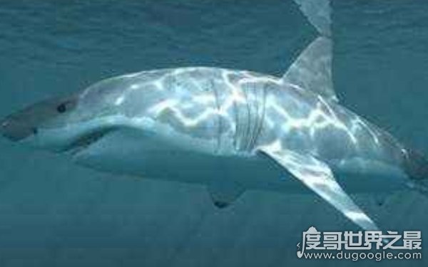 十大最古老的海洋生物，世界上最可怕的海洋生物有哪些（皱鳃鲨居首位）