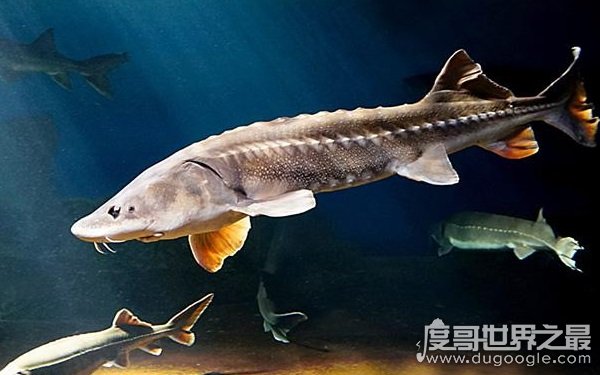 十大最古老的海洋生物，世界上最可怕的海洋生物有哪些（皱鳃鲨居首位）