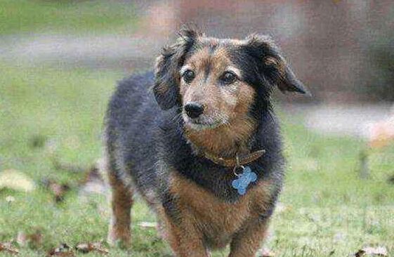 世界上活的最久的狗，澳洲牧牛犬29岁(狗狗寿命排行)
