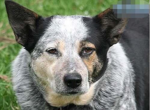 世界上活的最久的狗，澳洲牧牛犬29岁(狗狗寿命排行)