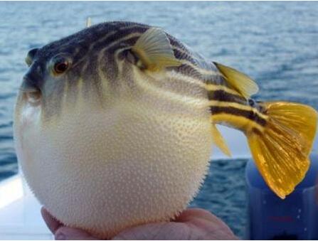 世界上毒性最强的鱼排名，海底毒鮋(石头鱼)毒性最恐怖