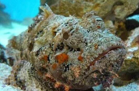 世界上毒性最强的鱼排名，海底毒鮋(石头鱼)毒性最恐怖