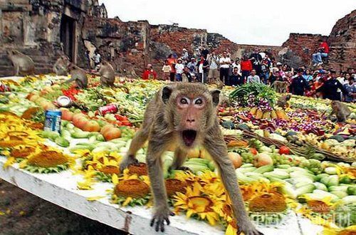 世界上最搞笑的节日，泰国猴子大餐节猴子竟是主人公