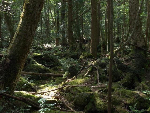 青木原树海森林图片