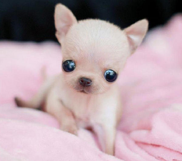 世界上最小的狗品种，吉娃娃只有9.65公分高重500公克