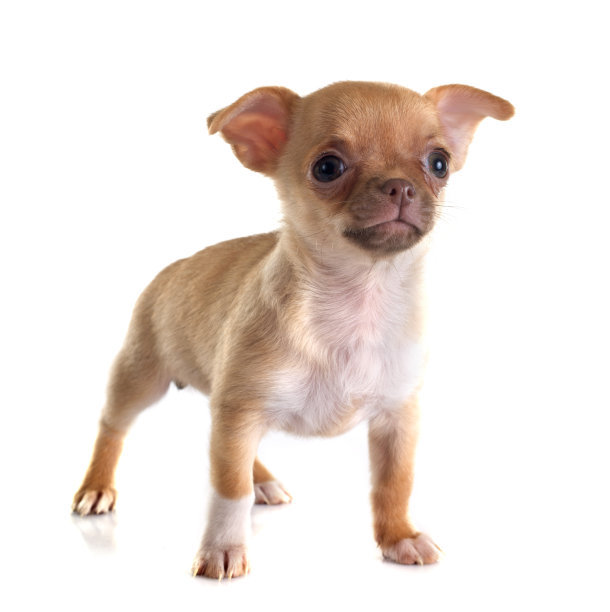 世界上最小的狗品种，吉娃娃只有9.65公分高重500公克