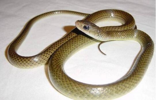 世界上最可爱的蛇，世界上最漂亮最可爱的10种蛇(无毒温顺)