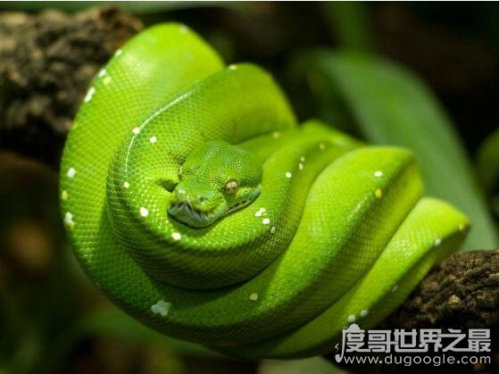 世界上最可爱的蛇，世界上最漂亮最可爱的10种蛇(无毒温顺)
