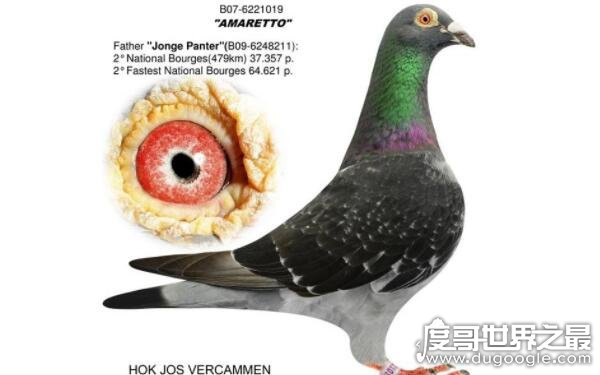 世界上最贵的信鸽，比利时信鸽阿曼多售价952万人民币（被中国买家购买）