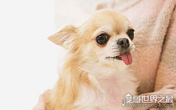 世界上最凶猛的小型犬，吉娃娃性情凶猛攻击性强（可驯服）