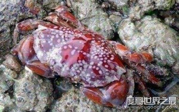 世界上最毒的螃蟹，一只可毒死45000只小老鼠（绣花脊熟若蟹）