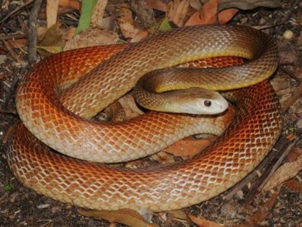 世界上最毒的毒蛇第一名，陆地毒蛇之王内陆太攀蛇