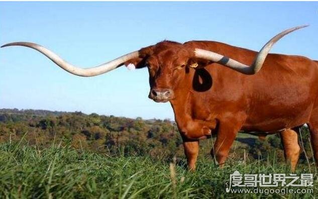 世界上最凶猛的牛，印度白肢野牛(狮子都不敢招惹的存在)