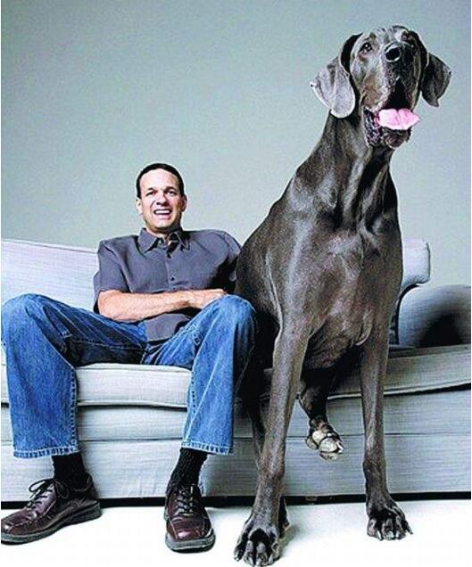 世界上最大的狗排名，世界上最大的5条狗(第一高2.3米)