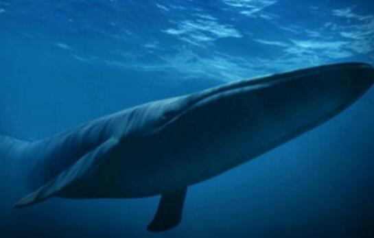 世界上最大的丁丁动物，动物丁丁排行榜(蓝鲸2.4米最大)