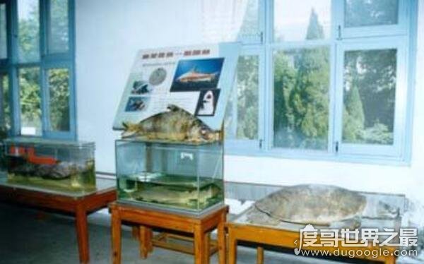 世界上最大的淡水鱼馆，中国科学院水生生物研究所（鱼类标本丰富）