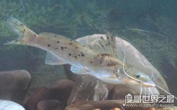 世界上最大的淡水鱼馆，中国科学院水生生物研究所（鱼类标本丰富）