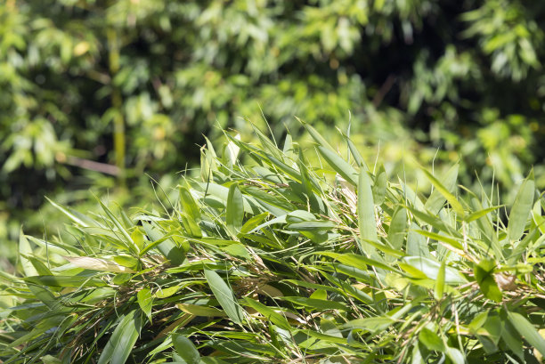 世界上最小的竹子菲白竹，秆高仅10cm~30cm(低矮细小)