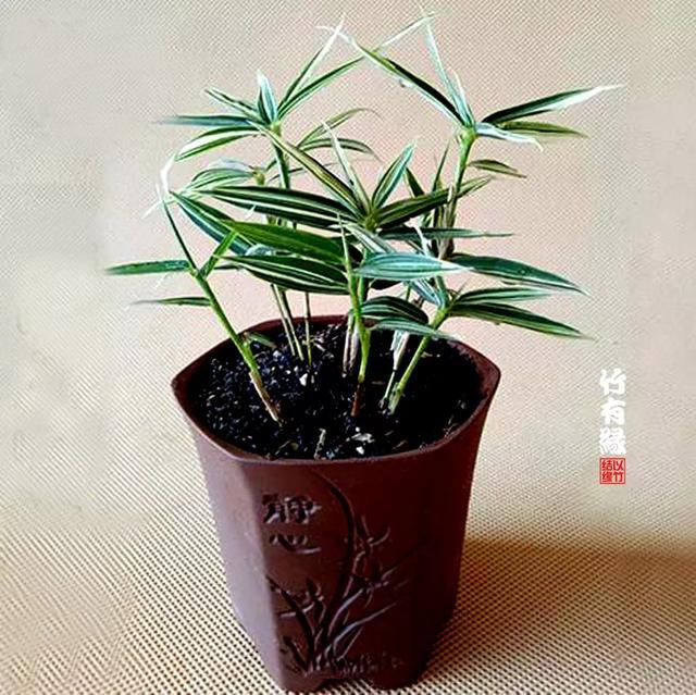 世界上最小的竹子菲白竹，秆高仅10cm~30cm(低矮细小)