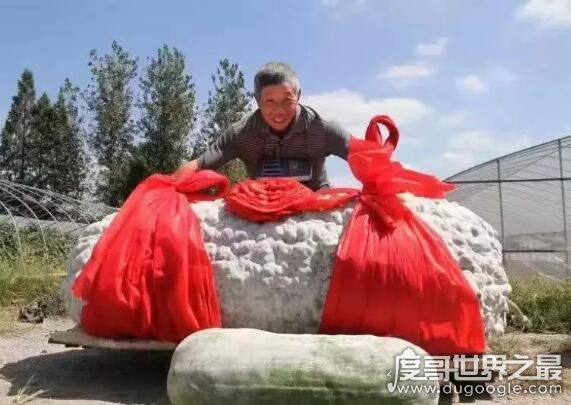世界上最大的冬瓜，浙江农民种出447.8斤的超大冬瓜