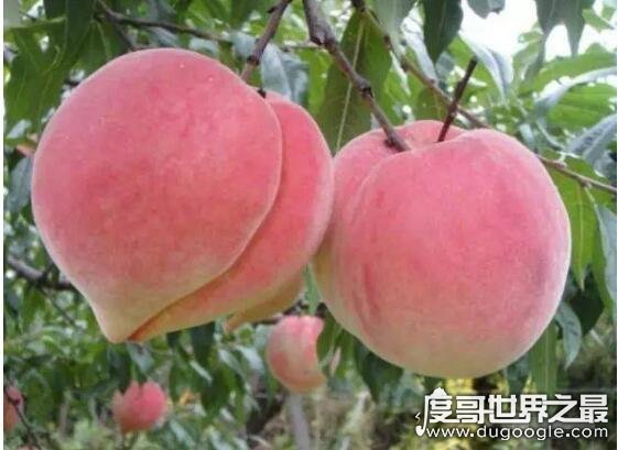 世界上最大的樱桃，美国培育出新樱桃品种(平均直径3厘米)
