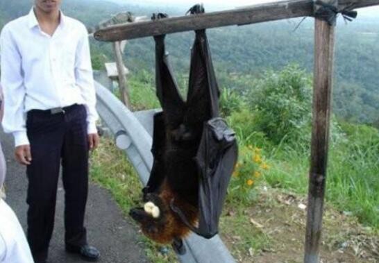 世界上最大的蝙蝠有多大，马来大狐蝠翼展最长可达1.8米以上
