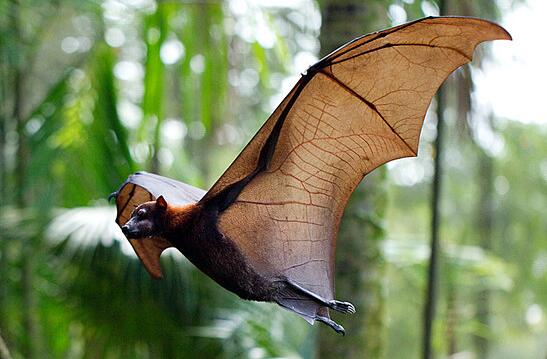 世界上最大的蝙蝠有多大，马来大狐蝠翼展最长可达1.8米以上