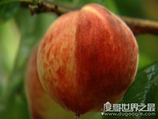 世界上最大的桃子，河北翟家佐村种出单颗2.1斤的超大桃子