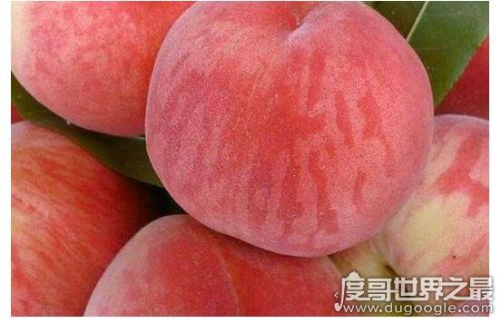 世界上最大的桃子，河北翟家佐村种出单颗2.1斤的超大桃子