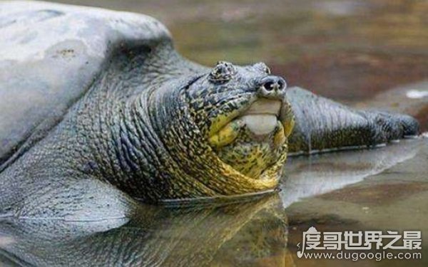 中国上仅剩一只的动物，面临灭绝的绝境（斑鳖）