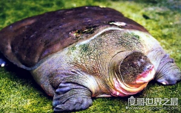 中国上仅剩一只的动物，面临灭绝的绝境（斑鳖）