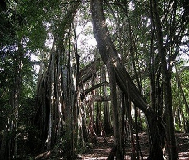 中国最粗最大的树，亚洲“榕王”独木成林（中国第一大树）