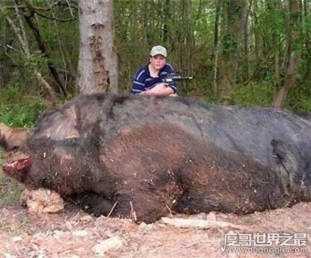 世界上体型最大的猪，最大家猪1800斤/最大野猪1070斤