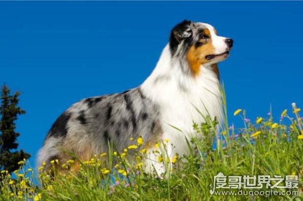 什么狗最聪明？世界上最聪明的十种狗狗排名(边境牧羊犬排名第1)