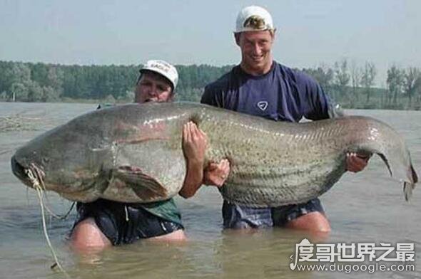 世界十大淡水凶猛鱼，亚马逊鲇鱼是一种力气超大的鱼