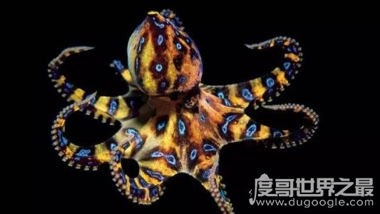 海底最毒章鱼，澳洲蓝环章鱼(全身毒液可杀死26名成年人)