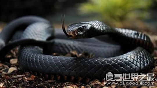 世界十大最毒动物排行榜，眼镜王蛇垫底(最毒动物是箱水母)