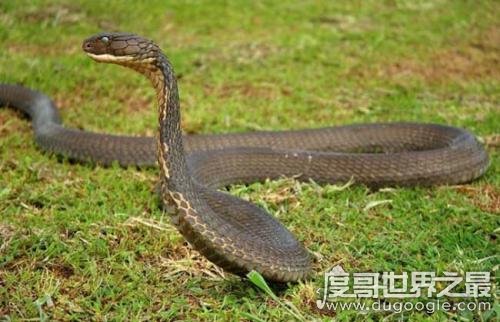 世界十大最毒动物排行榜，眼镜王蛇垫底(最毒动物是箱水母)
