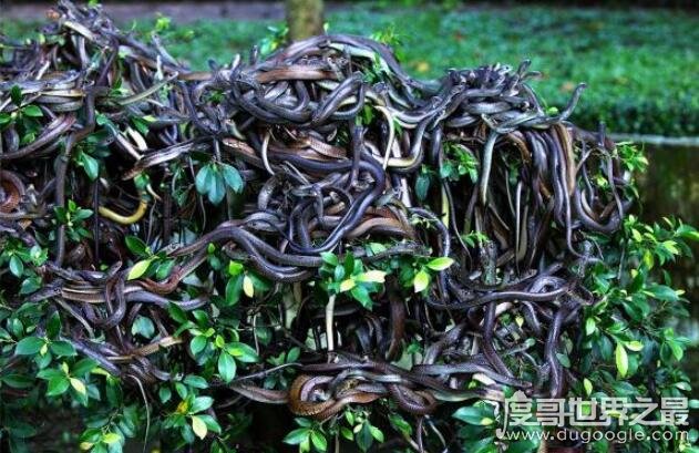 世界十大恐怖蛇岛排名，巴西蛇岛每平米9条蛇(被称为人间地狱)