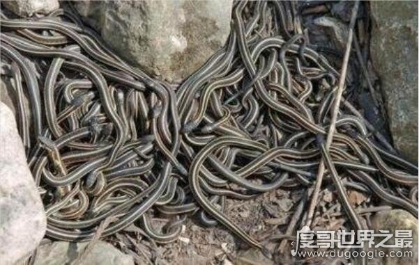 世界十大恐怖蛇岛排名，巴西蛇岛每平米9条蛇(被称为人间地狱)