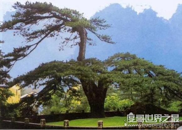 中国现存最古老的树排名，中国十大千年古树(轩辕柏最古老)
