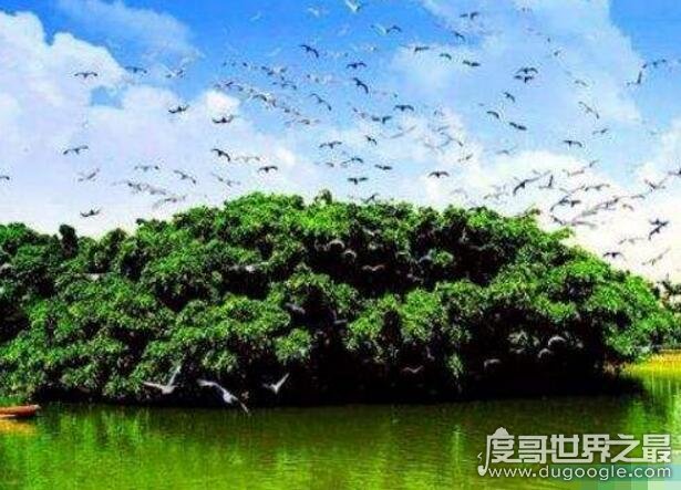 中国现存最古老的树排名，中国十大千年古树(轩辕柏最古老)