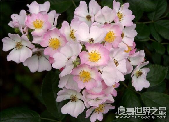 世界上最香的花排行，野蔷薇香味浓郁诱人(盘点香飘十里的花)