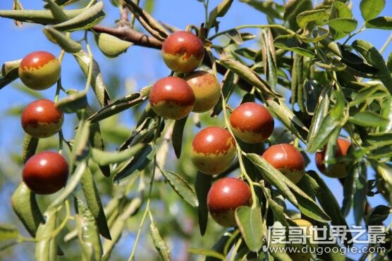 含锌高的食物有哪些，含锌高的十大食物排行(生蚝排名第一)